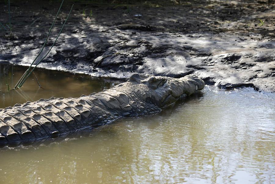 Lake Chamo - Crocodile