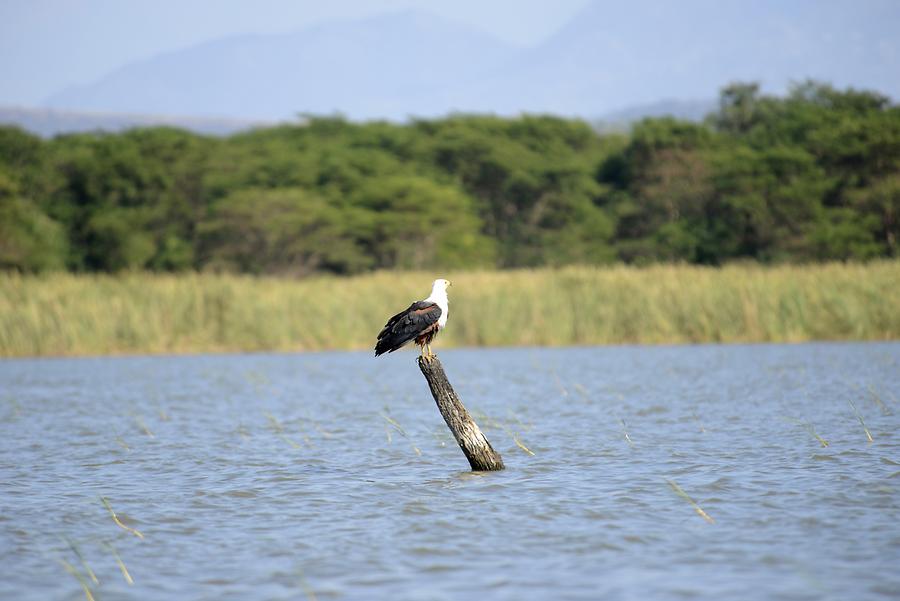 Lake Chamo - Eagle