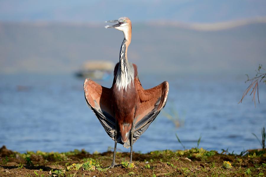 Lake Chamo - Heron