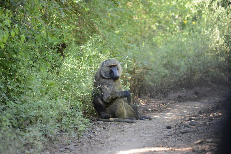 Nechisar National Park - Baboon