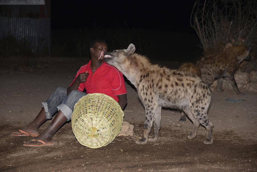Feeding Meat to Hyenas