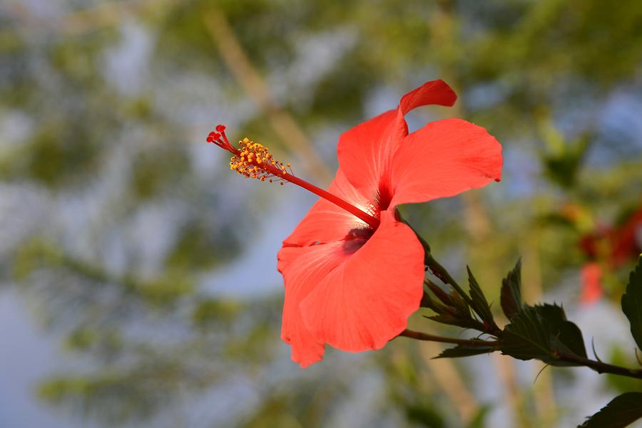 Hibiscus