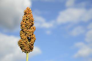 Sorghum