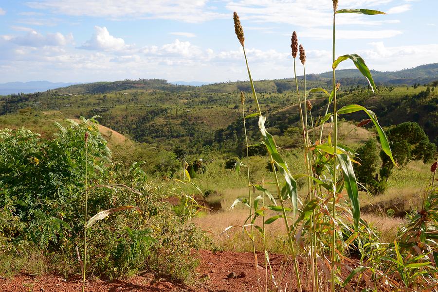 Sorghum Fields