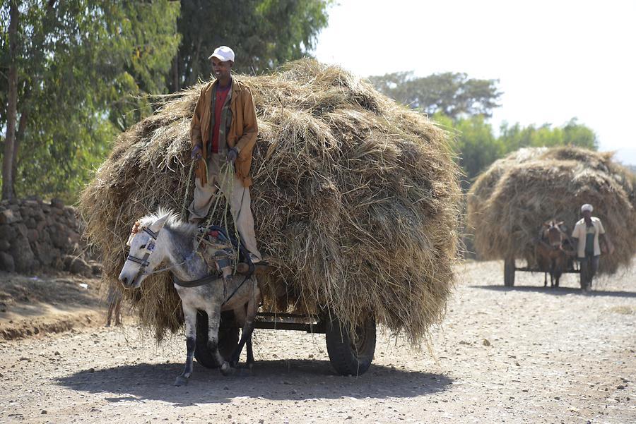 Horse Cart