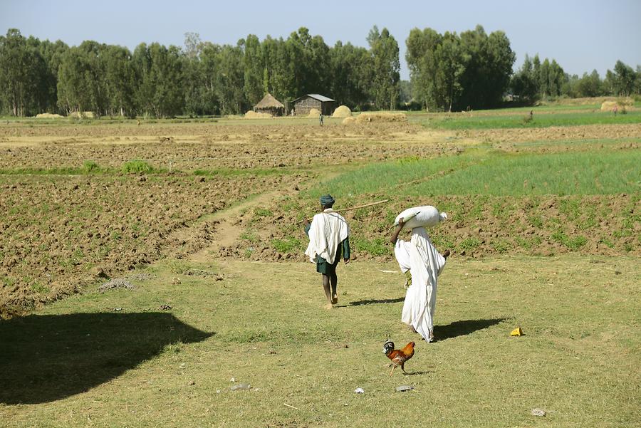 Landscape near Woreta