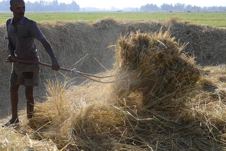 Threshing the Teff