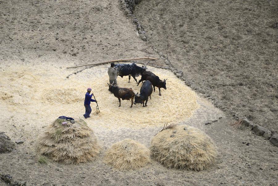 Threshing