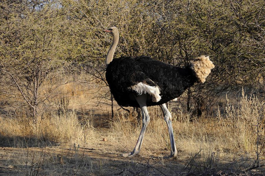 Abijatta-Shalla National Park - Ostrich