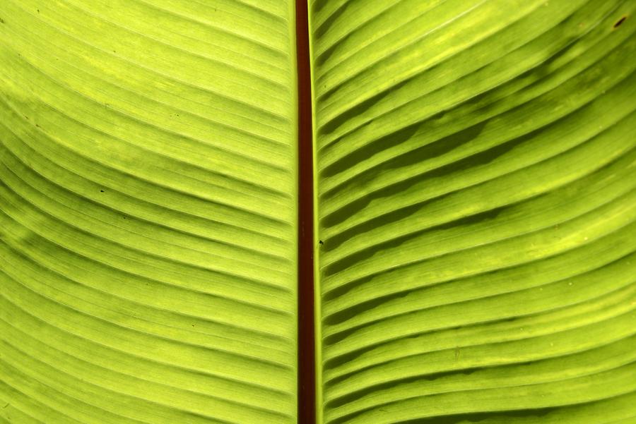 Banana Tree - Detail
