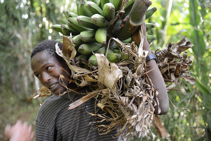 Banana Tree