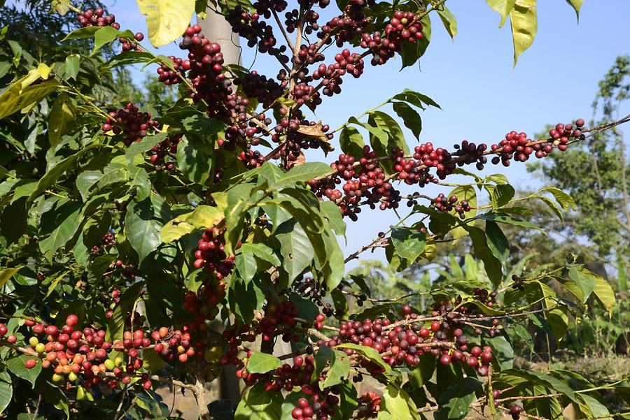 Coffee Bush