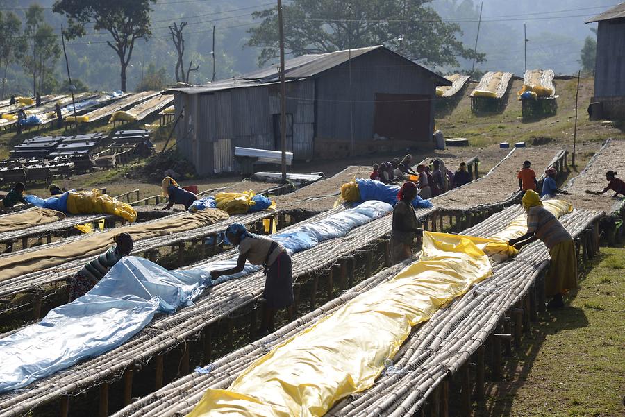 Coffee Production