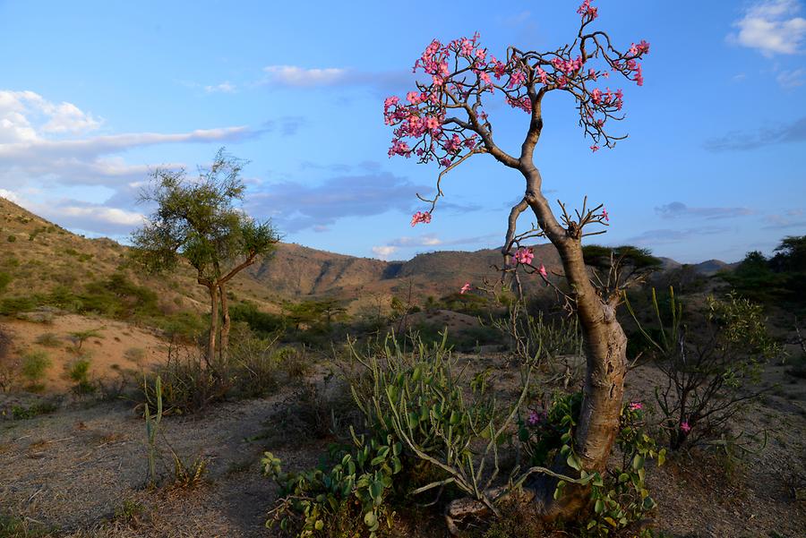 Desert-Rose