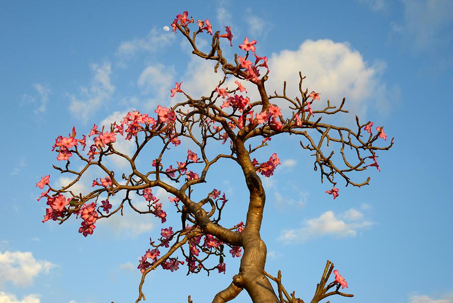 Desert-Rose