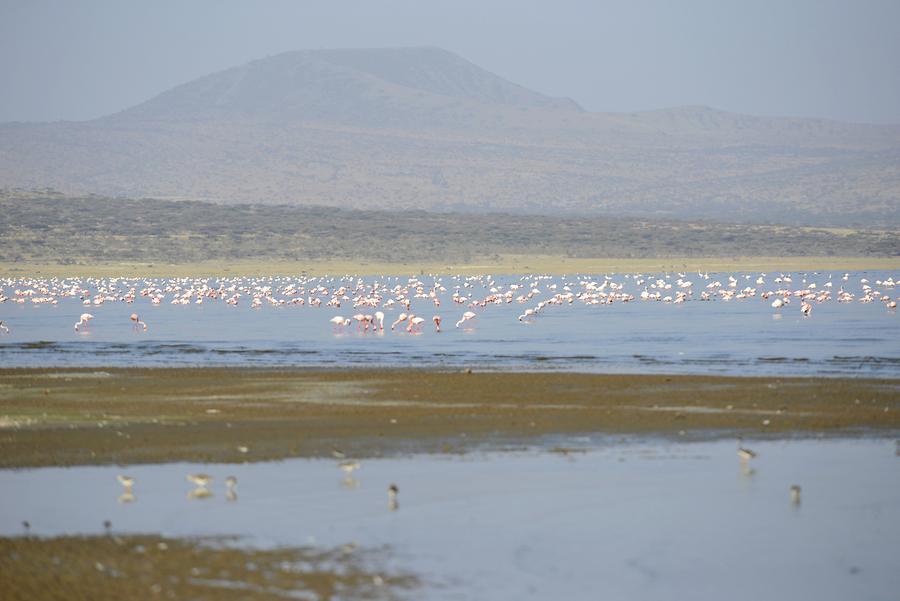 Lake Abijatta - Flamingos