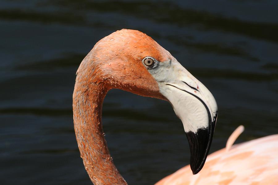 Lake Abijatta - Flamingos