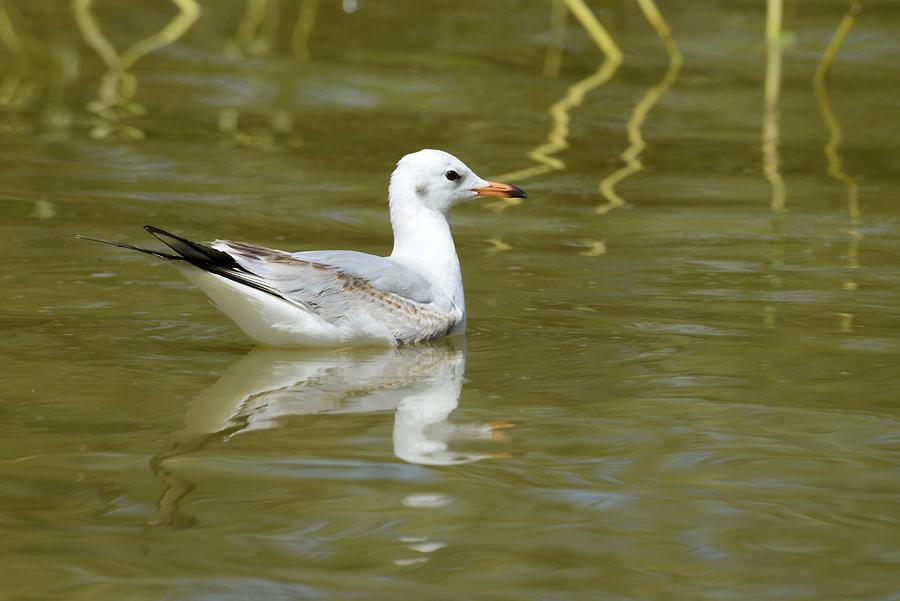 Lake Ziway - Duck