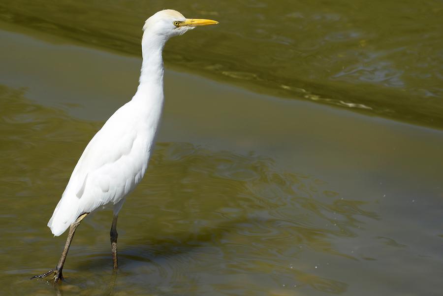 Lake Ziway - Heron