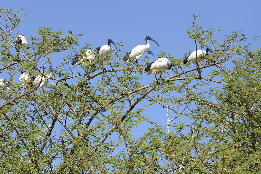 Lake Ziway - Ibis