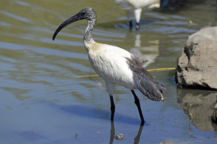 Lake Ziway - Ibis