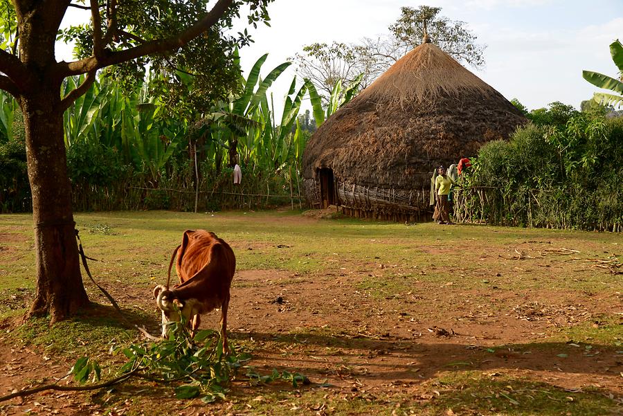 Sidama People - Hut