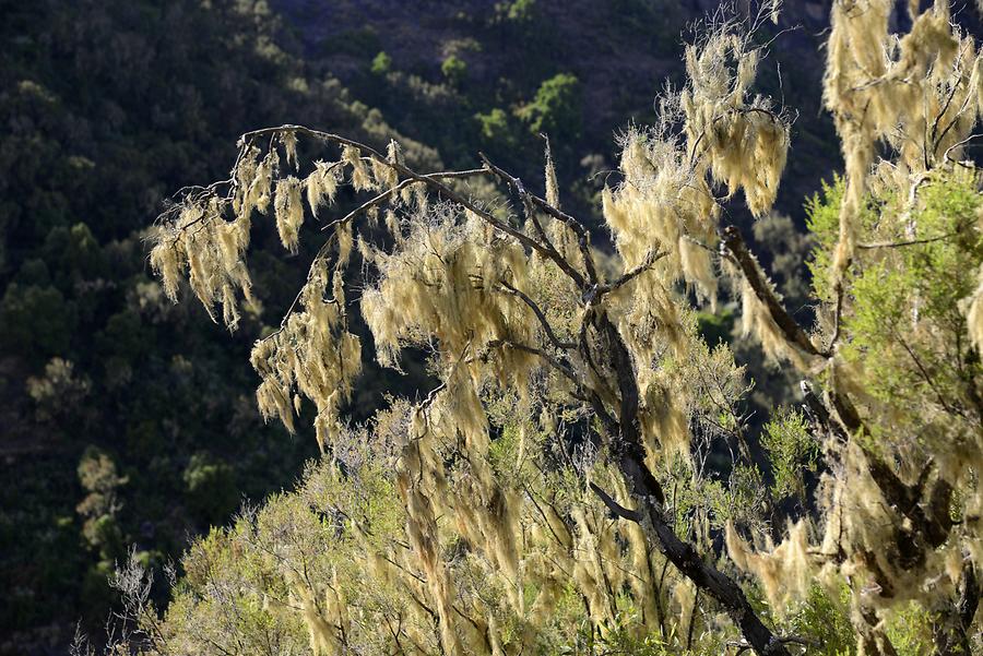 Beard Lichen