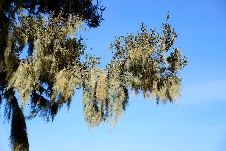 Beard Lichen