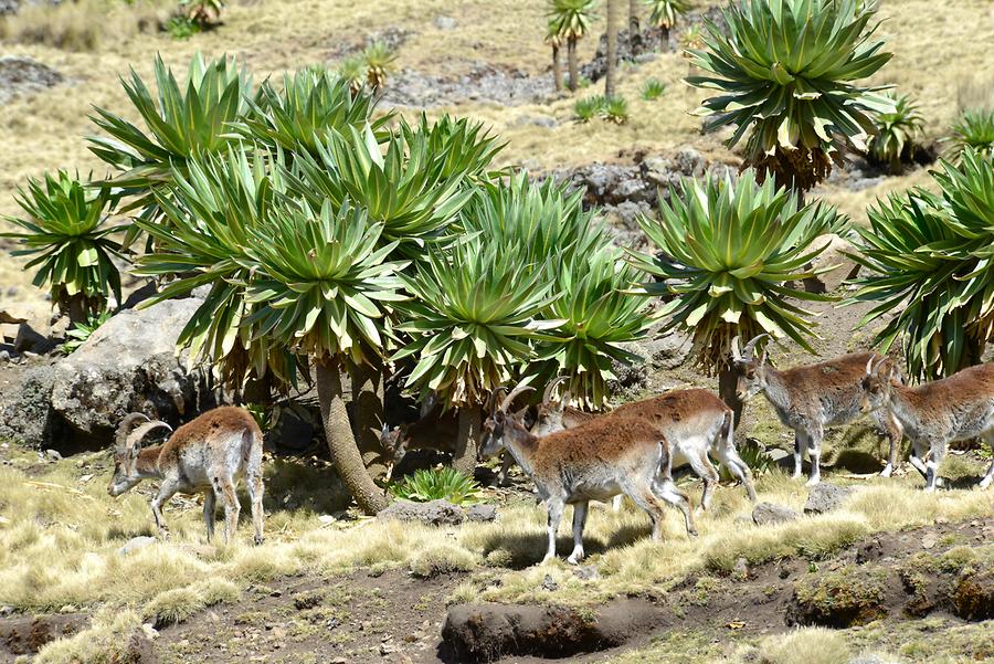 Ethiopian Ibex