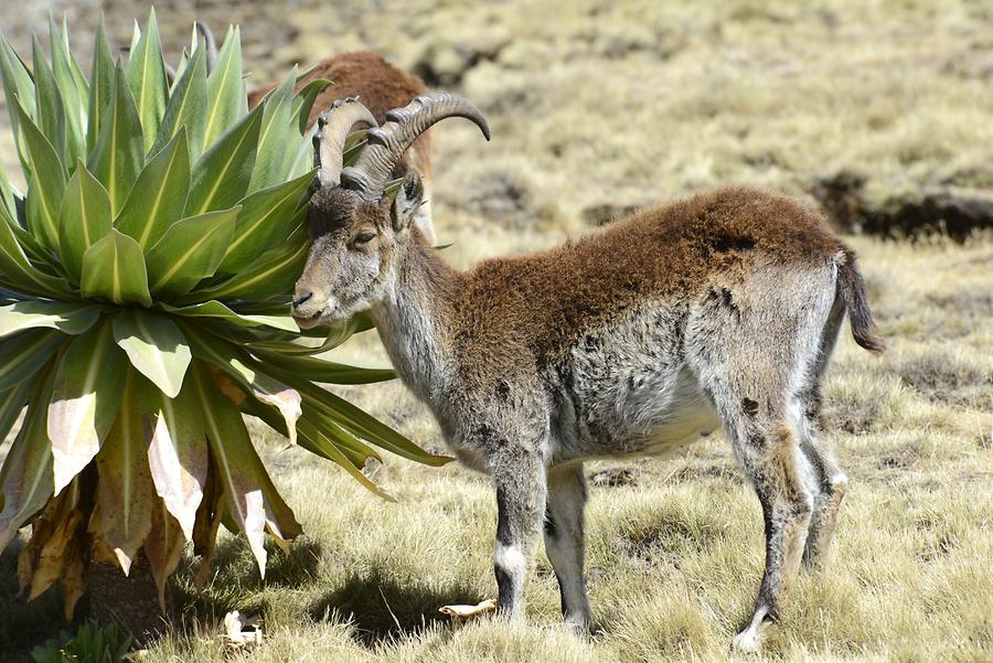 Ethiopian Ibex