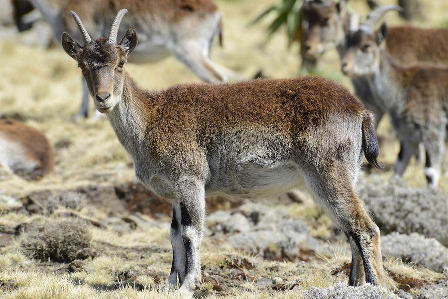 Ethiopian Ibex