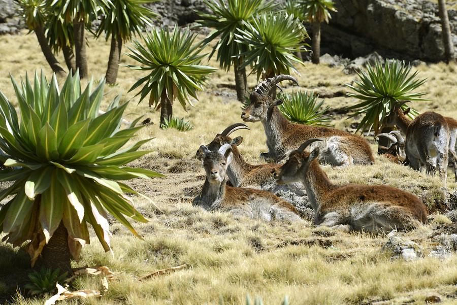 Ethiopian Ibex