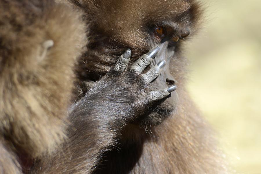 Gelada Baboon