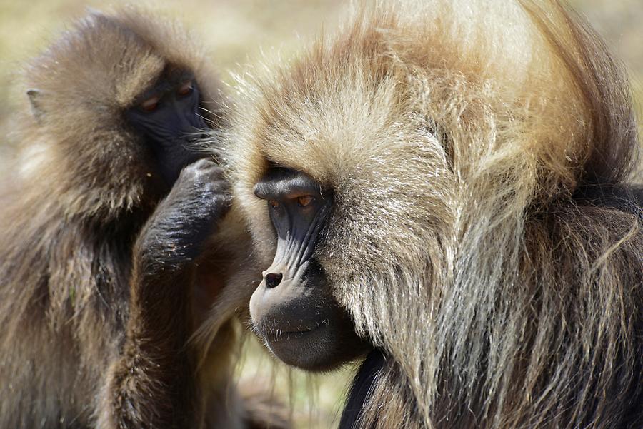 Gelada Baboon