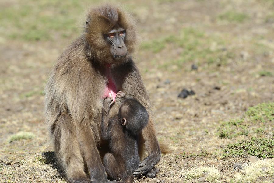 Gelada Baboon