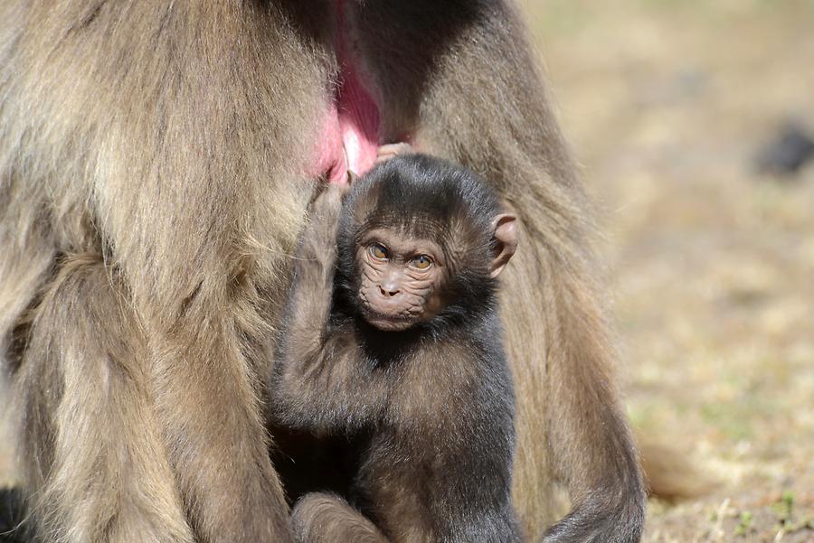 Gelada Baboon