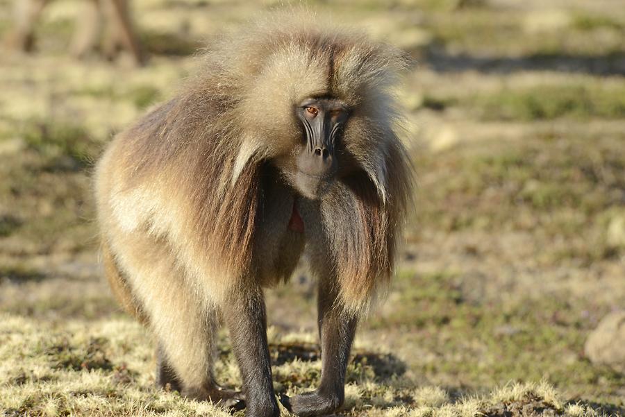 Gelada Baboon