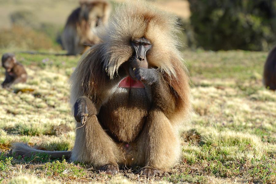 Gelada Baboon