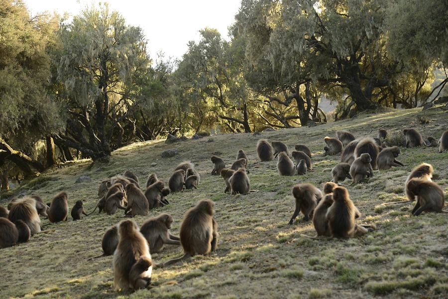 Gelada Baboon