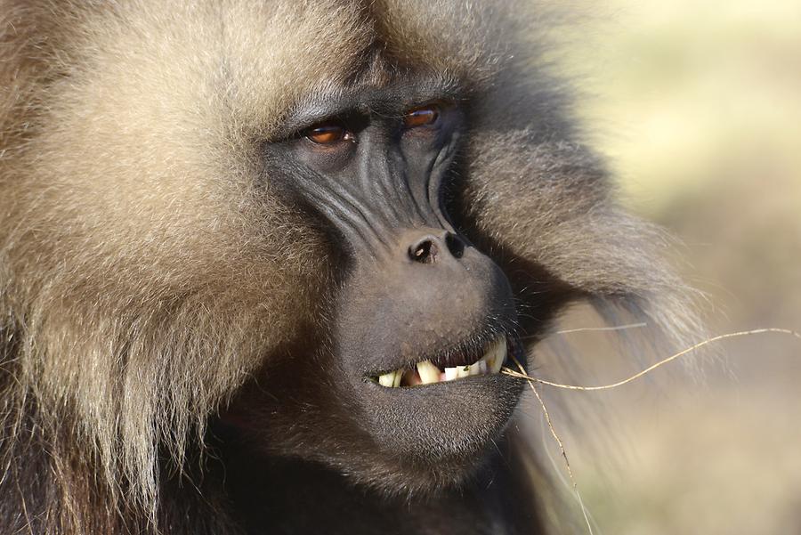 Gelada Baboon