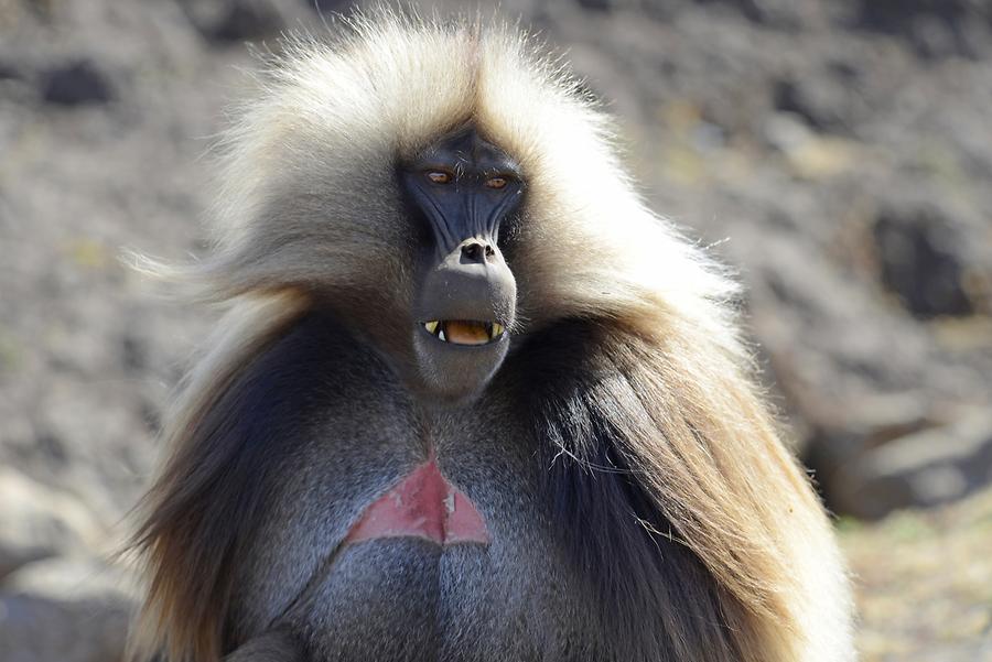 Gelada Baboon