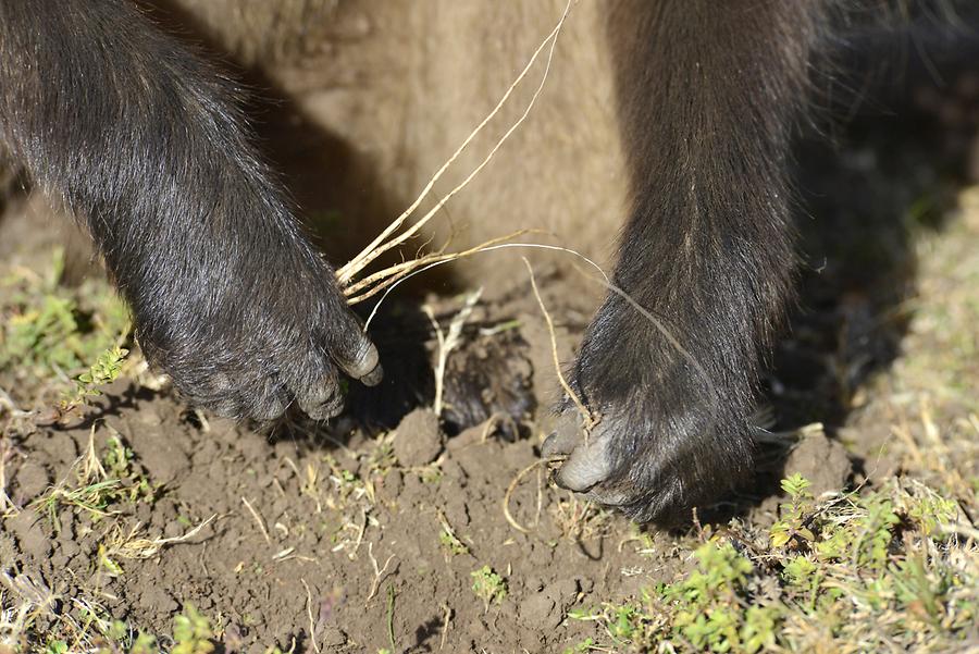 Gelada Baboon