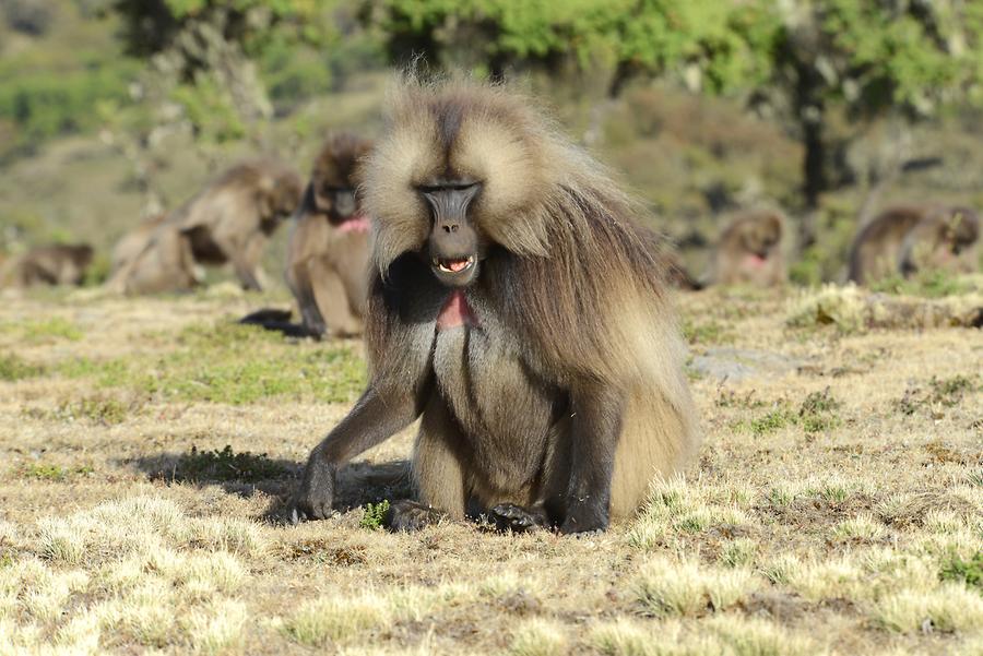 Gelada Baboon