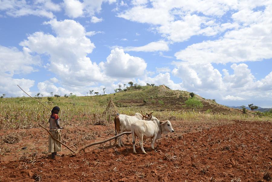 Ploughing Oxen