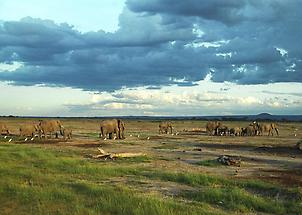 Elephants, Amboseli National Park