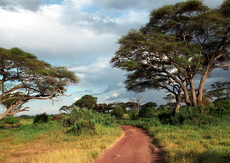 Acacia Trees