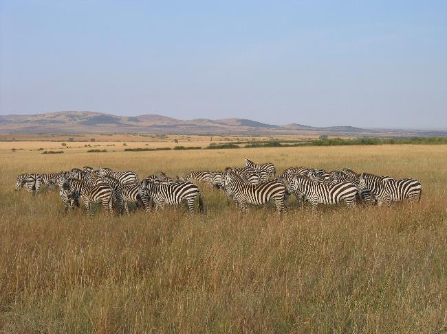Zebra Herd (1)