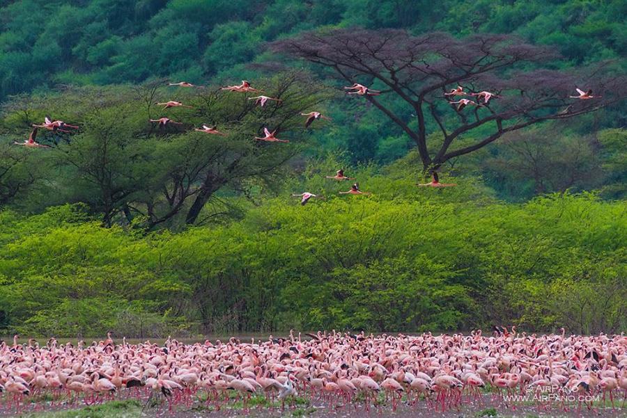 Flamingo, Kenia, Lake Bogoria