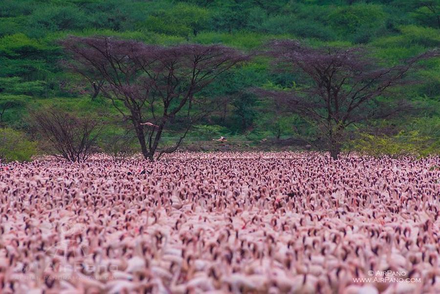 Flamingo, Kenia, Lake Bogoria