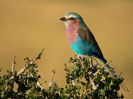 Lilac_Roller, Foto: source: Wikicommons unter CC 